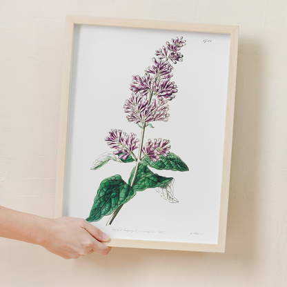 Lady Josika's lilac - Art Print