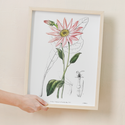 Mr. Dickson's echinacea - Art Print