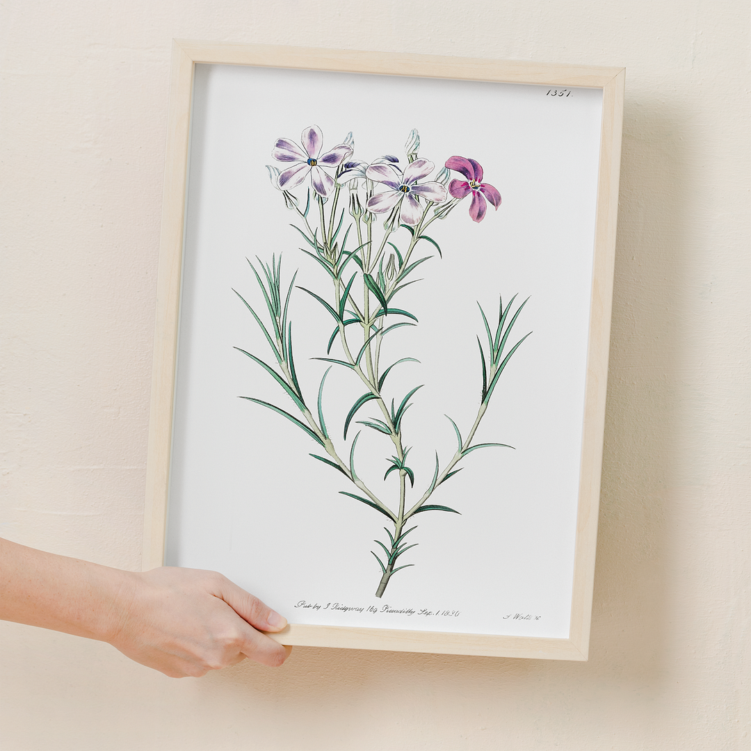 Shewy phlox - Art Print