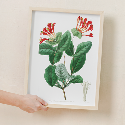 The north-west honeysuckle - Art Print