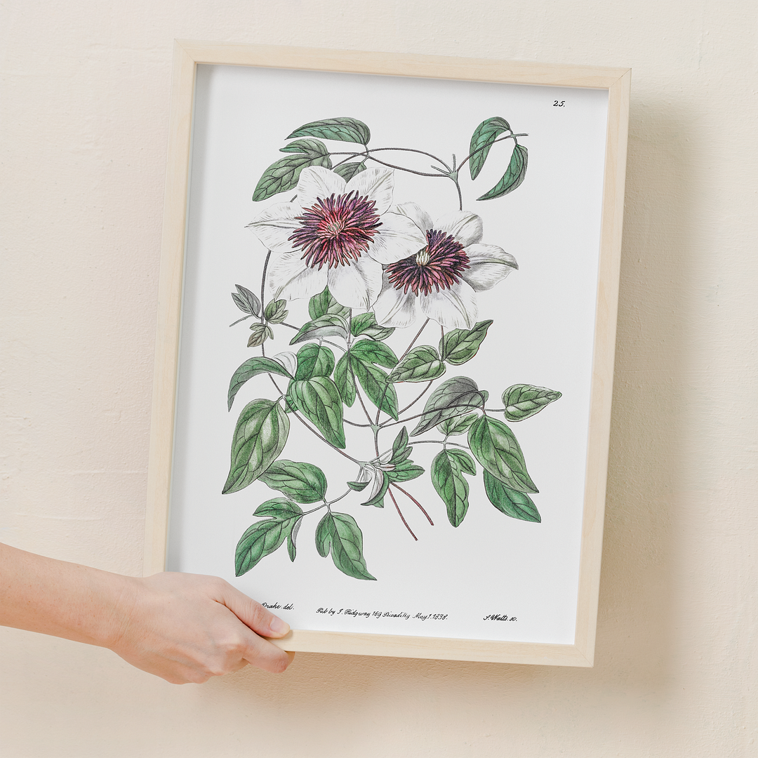 Siebald's clematis - Art Print