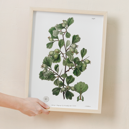 Spathula-leaved thorn - Art Print