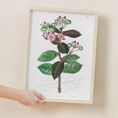 Tall calotropis - Art Print