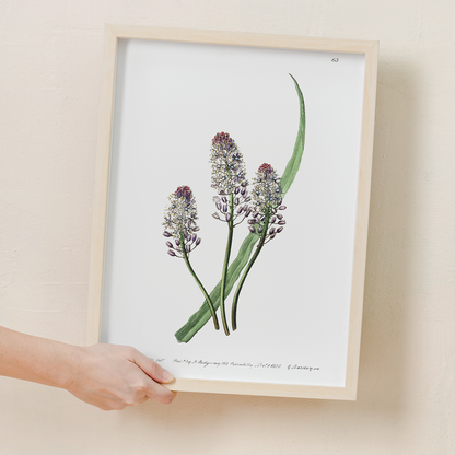 Meadow squill - Art Print