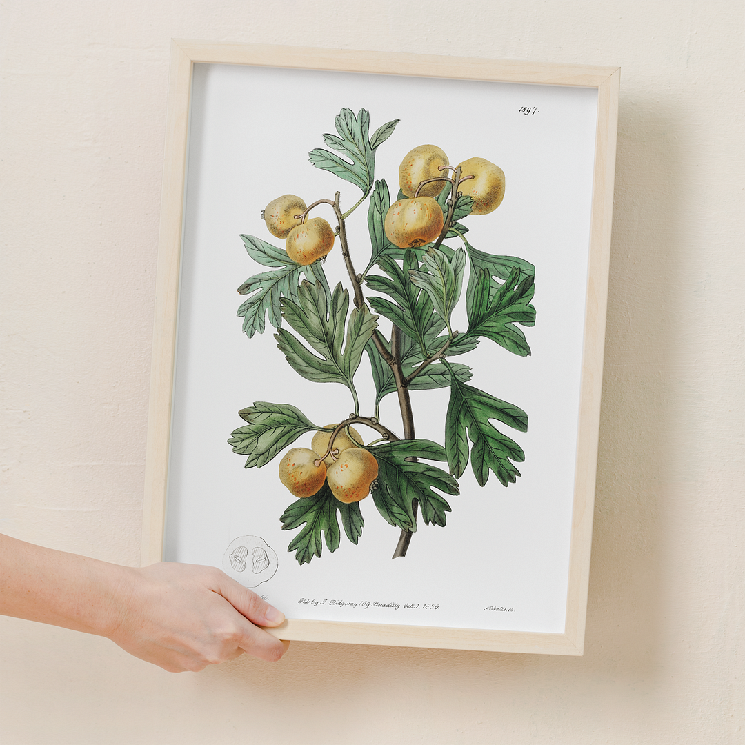 The aronia thorn - Art Print