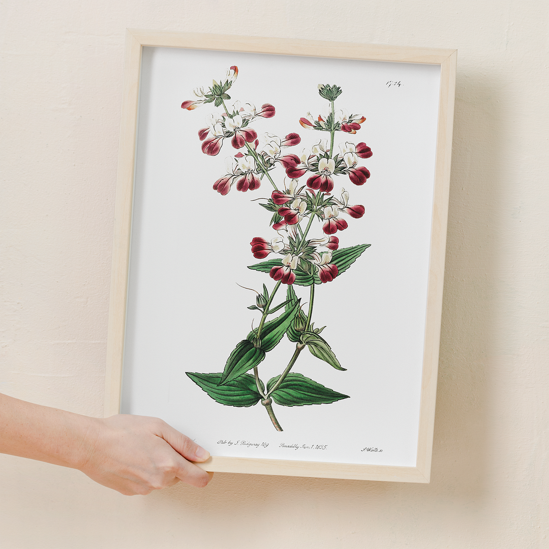 Two-colored collinsia - Art Print