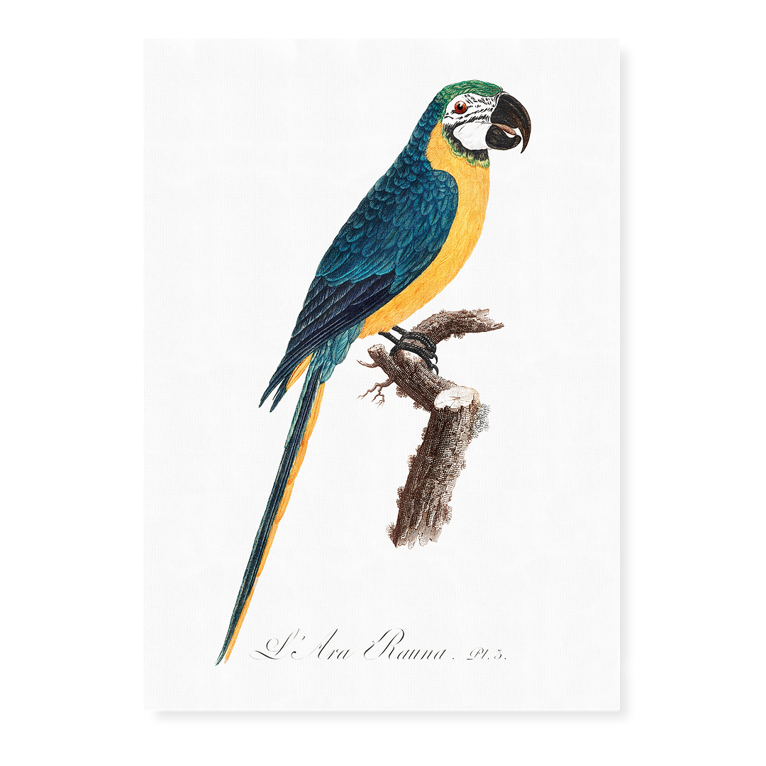 Blue-and-Yellow Macaw, Ara ararauna - Art Print