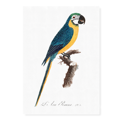 Blue-and-Yellow Macaw, Ara ararauna - Art Print