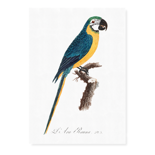 Blue-and-Yellow Macaw, Ara ararauna - Art Print