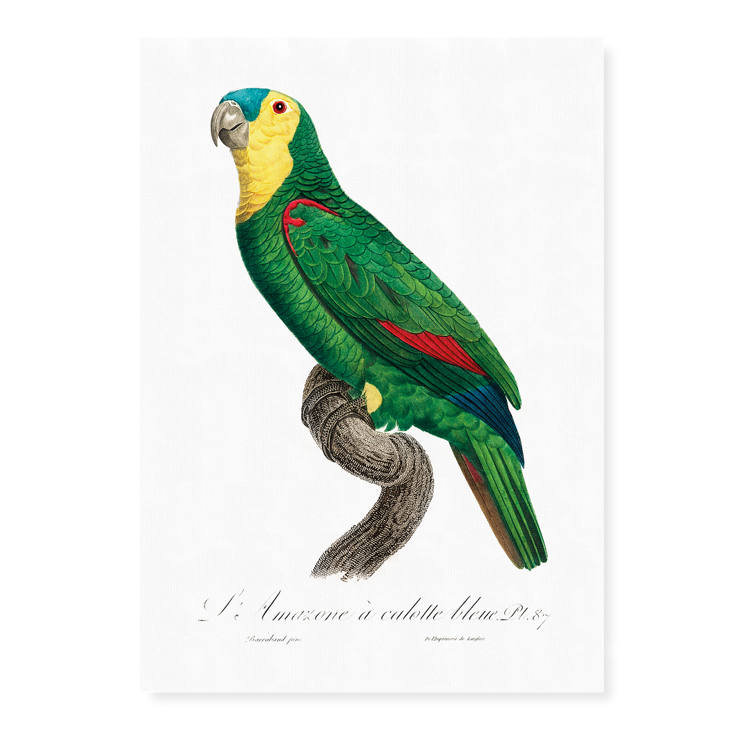 Blue-Fronted Amazon Parrot - Art Print