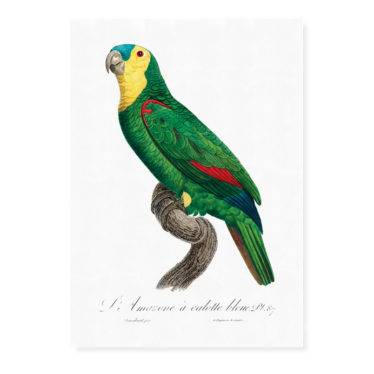 Blue-Fronted Amazon Parrot - Art Print