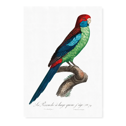 Broad-Tailed Parrot - Art Print