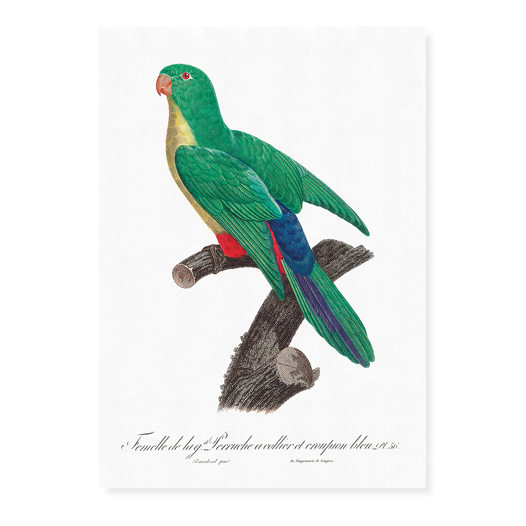 Crossbreed between rose-ringed parakeet and blue-rumped parrot, female - Art Print