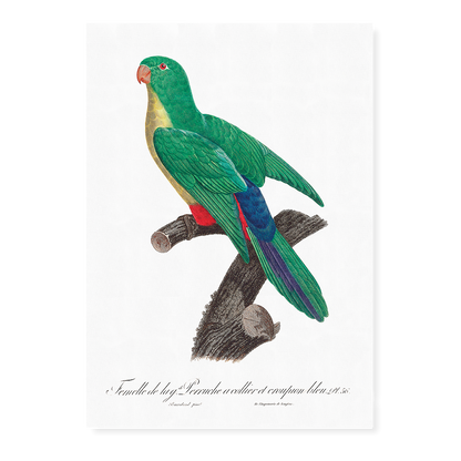 Crossbreed between rose-ringed parakeet and blue-rumped parrot, female - Art Print