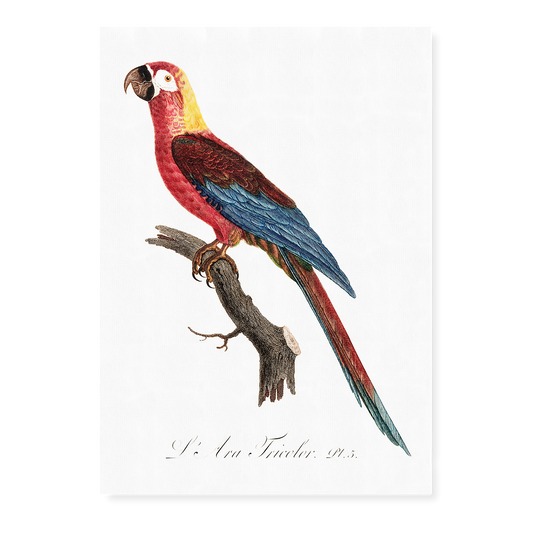 Cuban Macaw, Ara tricolor - Art Print