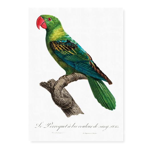 Great-Billed Parrot, Tanygnathus megalorynchos  - Art Print