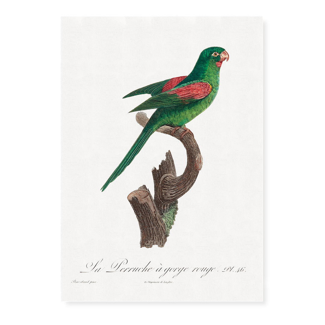 he Red-Throated Parakeet, Psittacara rubritorquis - Art Print