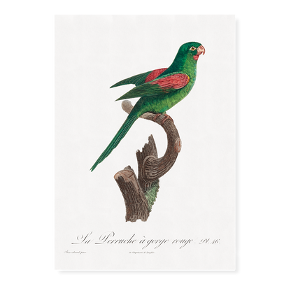 he Red-Throated Parakeet, Psittacara rubritorquis - Art Print