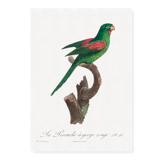 he Red-Throated Parakeet, Psittacara rubritorquis - Art Print