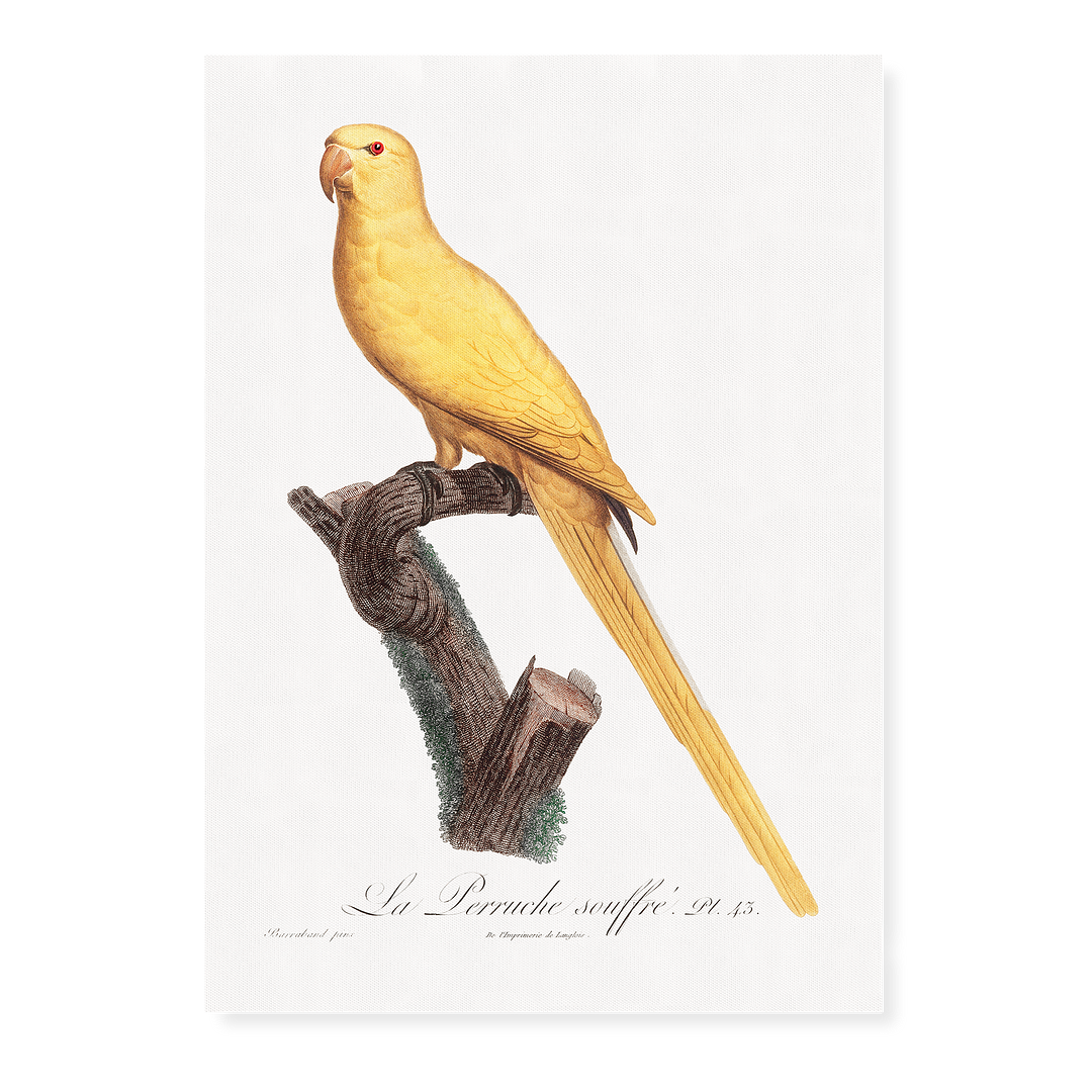 Lutino Parakeet - Art Print