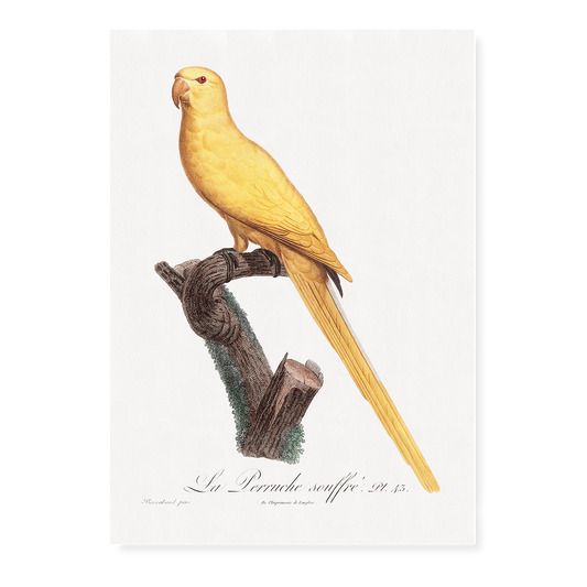 Lutino Parakeet - Art Print