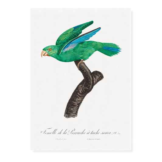 Marigold Parakeet, Female  - Art Print