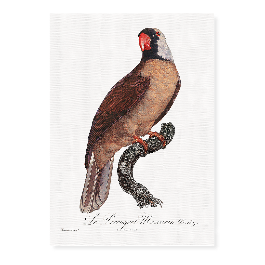 Mascarine Parrot   - Art Print