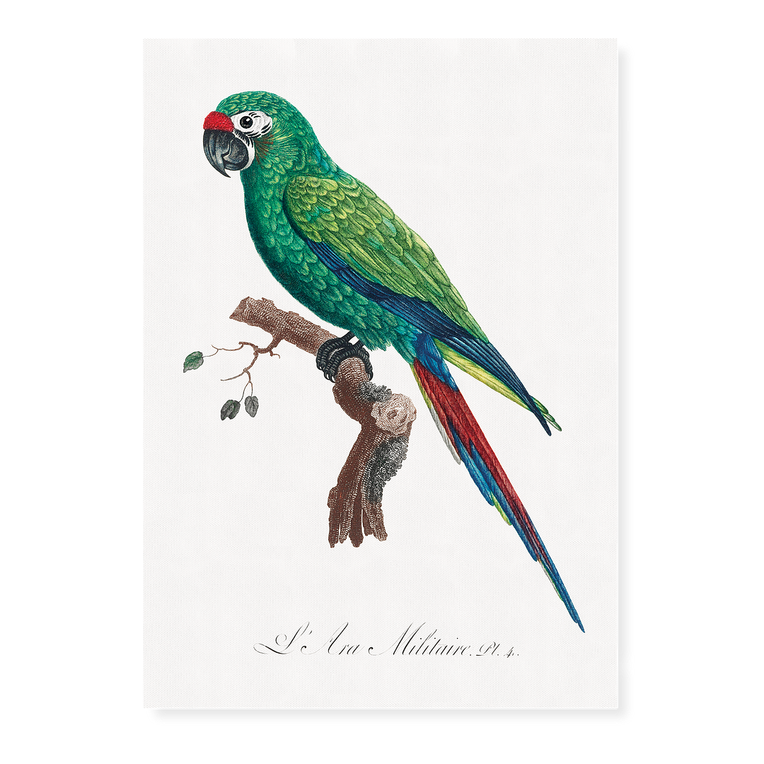 Military Macaw, Ara militaris  - Art Print