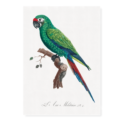 Military Macaw, Ara militaris  - Art Print