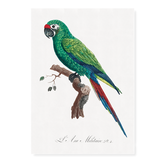 Military Macaw, Ara militaris  - Art Print