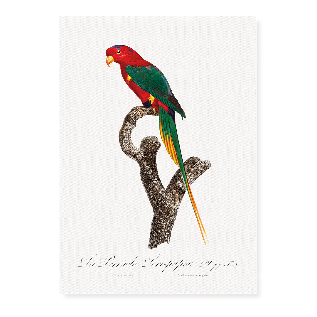 Papuan Lorikeet   - Art Print