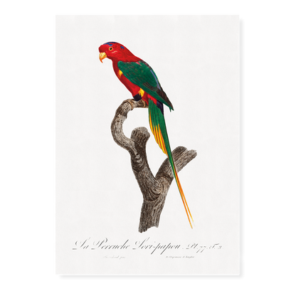 Papuan Lorikeet   - Art Print