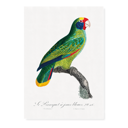 Red-and-Blue Amazon, Amazona caeruleocephala  - Art Print