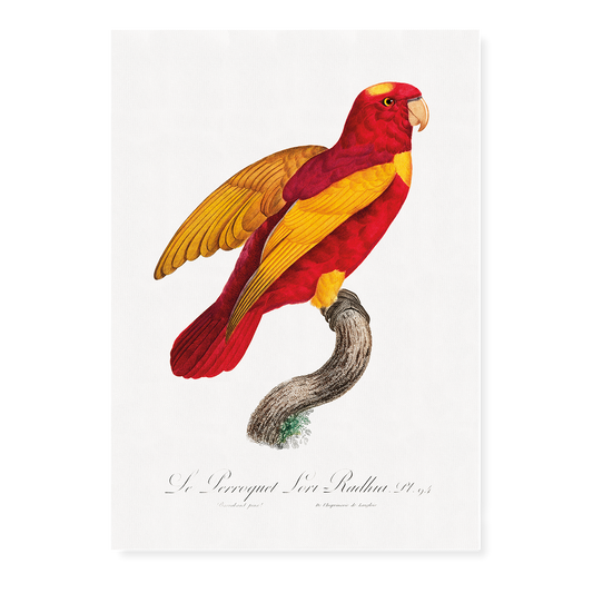 Red-and-Gold Lory, Lorius rex  - Art Print