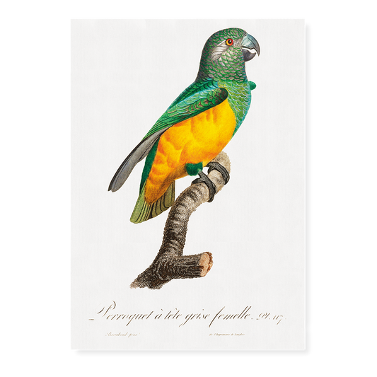 Senegal Parrot III - Art Print