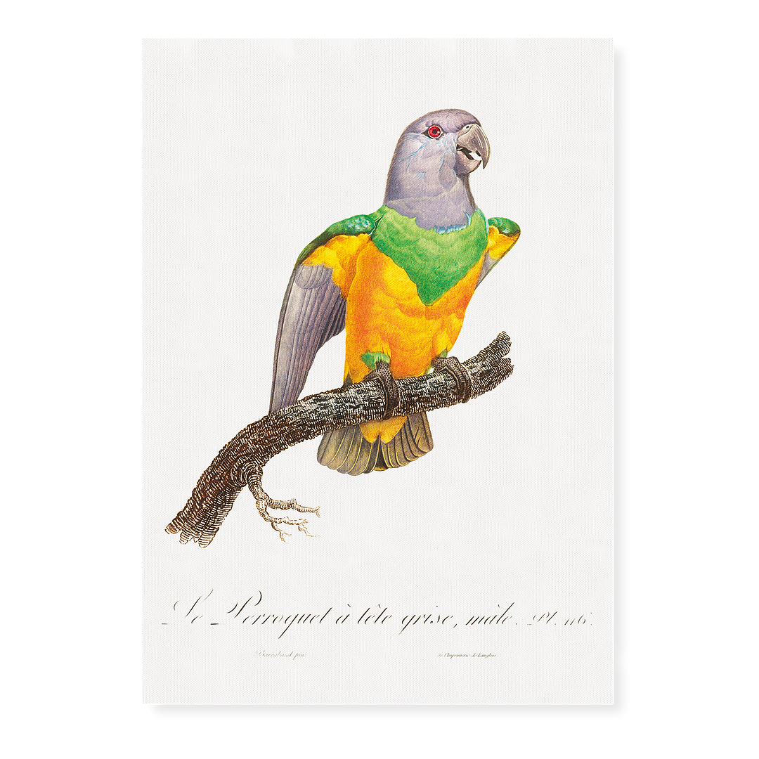 Senegal Parrot I - Art Print