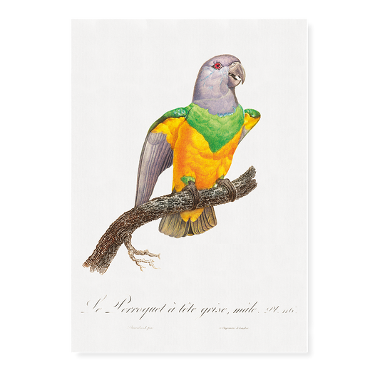 Senegal Parrot I - Art Print