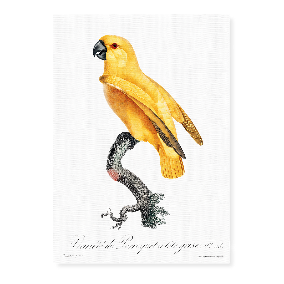 Senegal Parrot II - Art Print