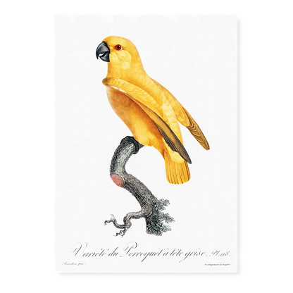 Senegal Parrot II - Art Print