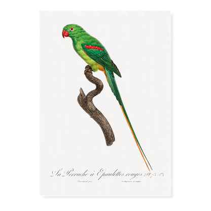 The Alexandrine Parakeet  - Art Print