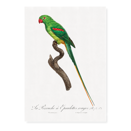 The Alexandrine Parakeet  - Art Print