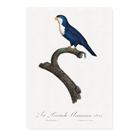 The Arimanon Parakeet   - Art Print