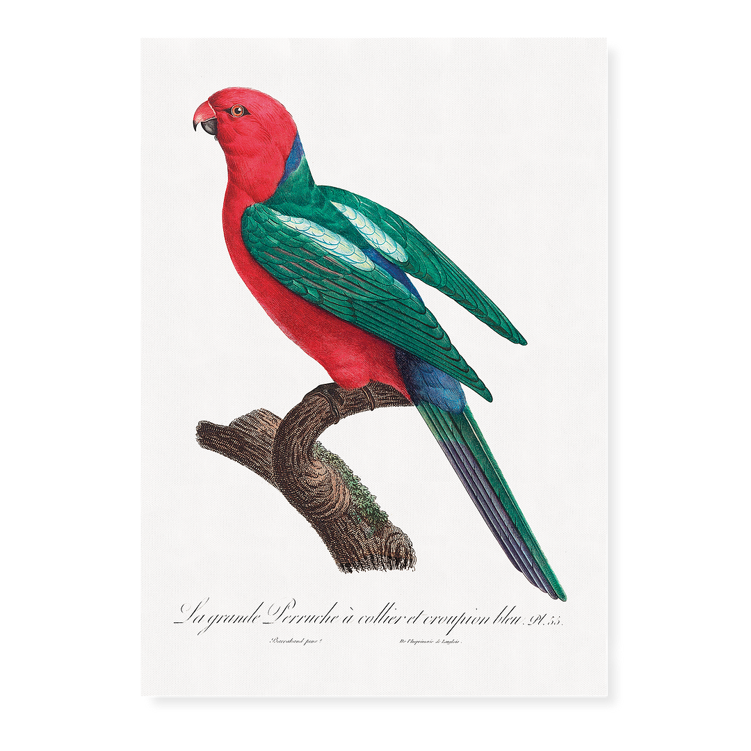 The Australian king parrot, Alisterus scapularis   - Art Print