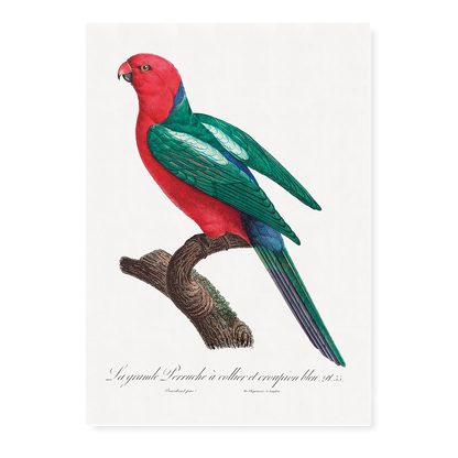 The Australian king parrot, Alisterus scapularis   - Art Print