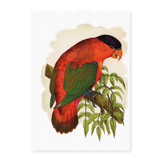 Purple-capped Lory - Art Print