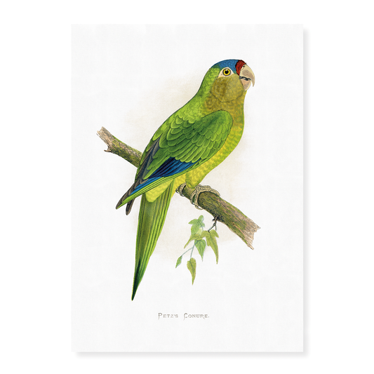 Petz's Conure - Art Print