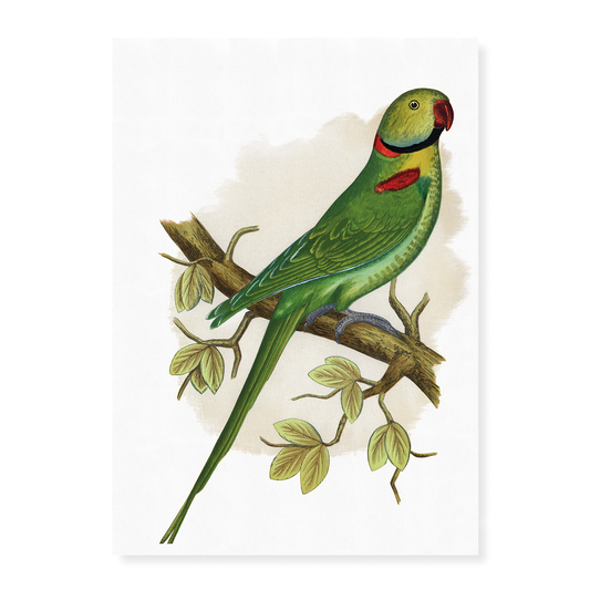 Alexandrine Parakeet - Art Print