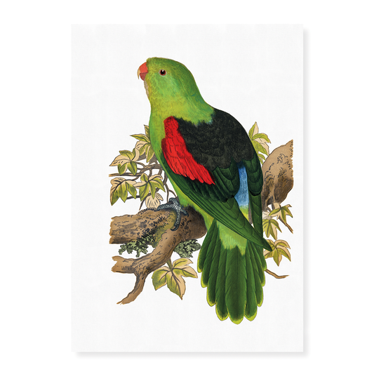 Red-winged parakeet - Art Print