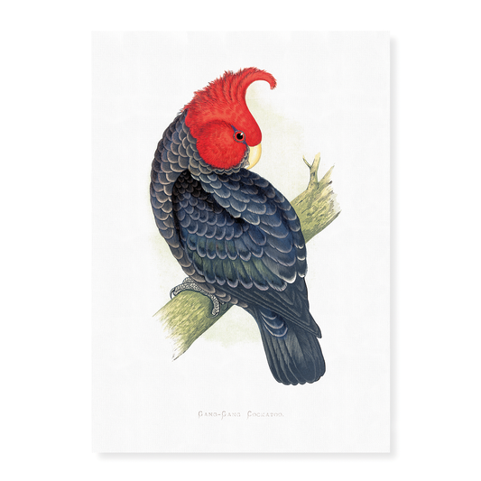 Gang-Gang Cockatoo - Art Print