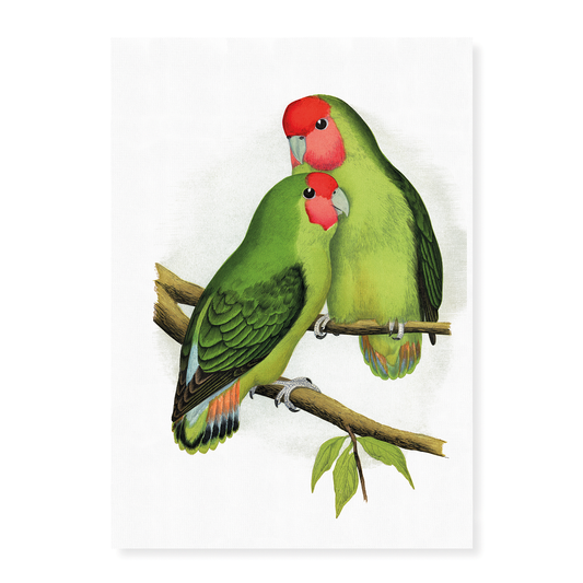 Rosy-Faced Love-Bird - Art Print